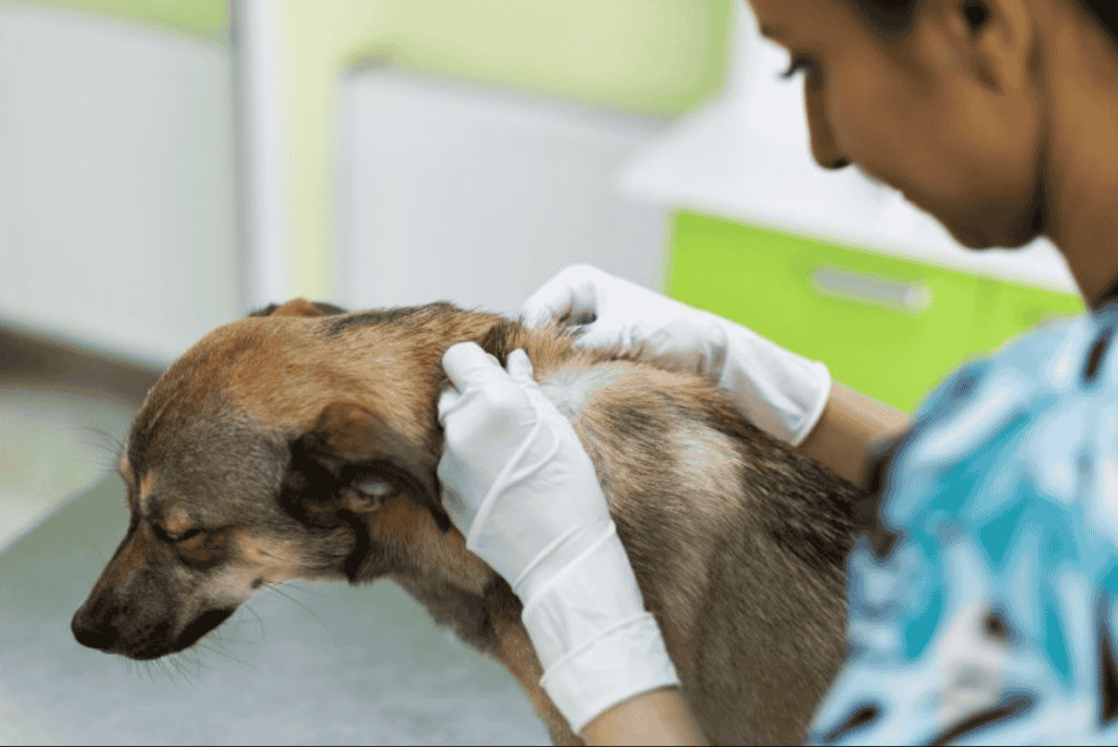 Treating Your Dog's Lumps and Bumps