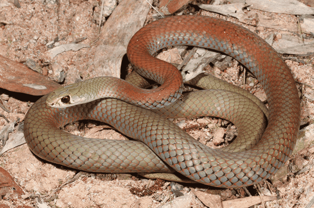 Whip Snake (Snake that eat insect)