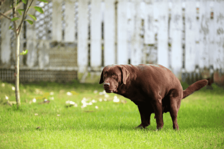 When Is Dog Diarrhea An Emergency? Causes and Common Issues