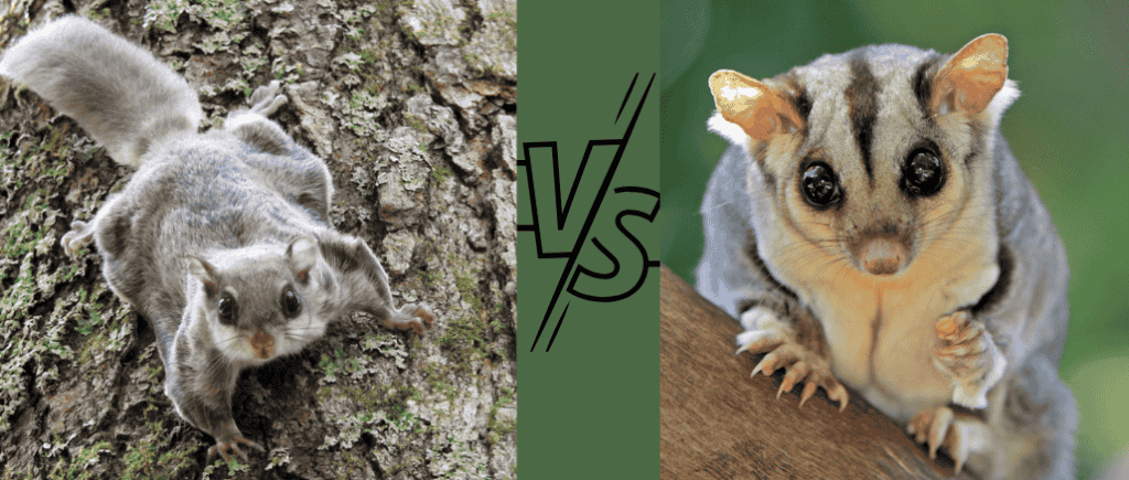 Sugar glider VS flying squirrel – which one makes the best pet?