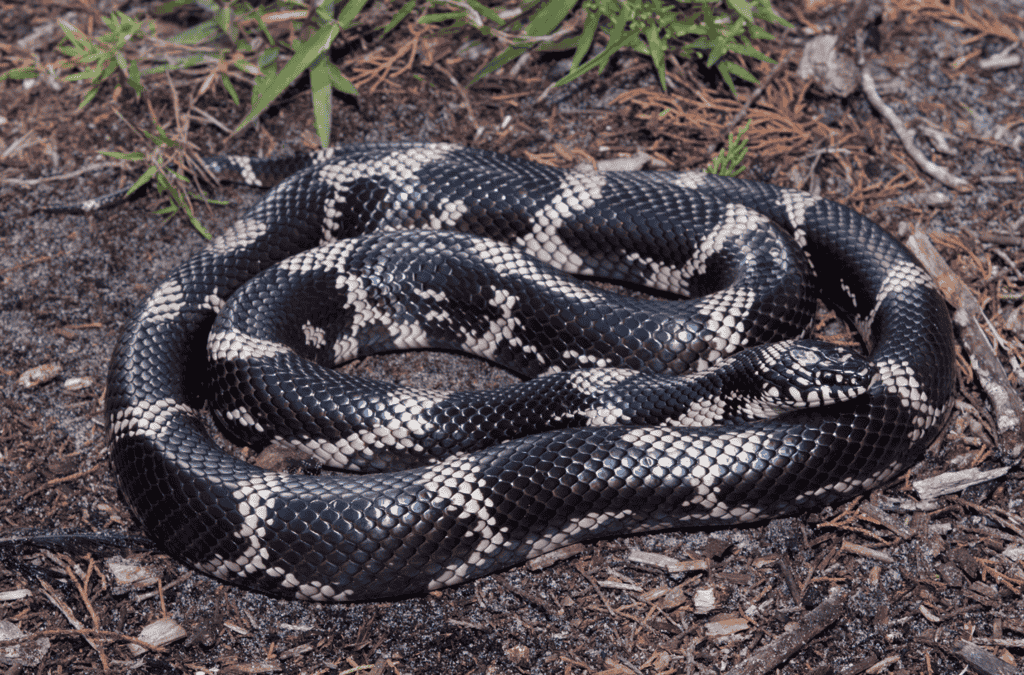 King Snake (Snakes that eat insects)