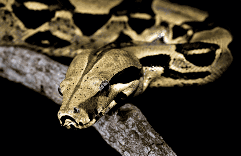 Boa Constrictor (Snake that eat birds)