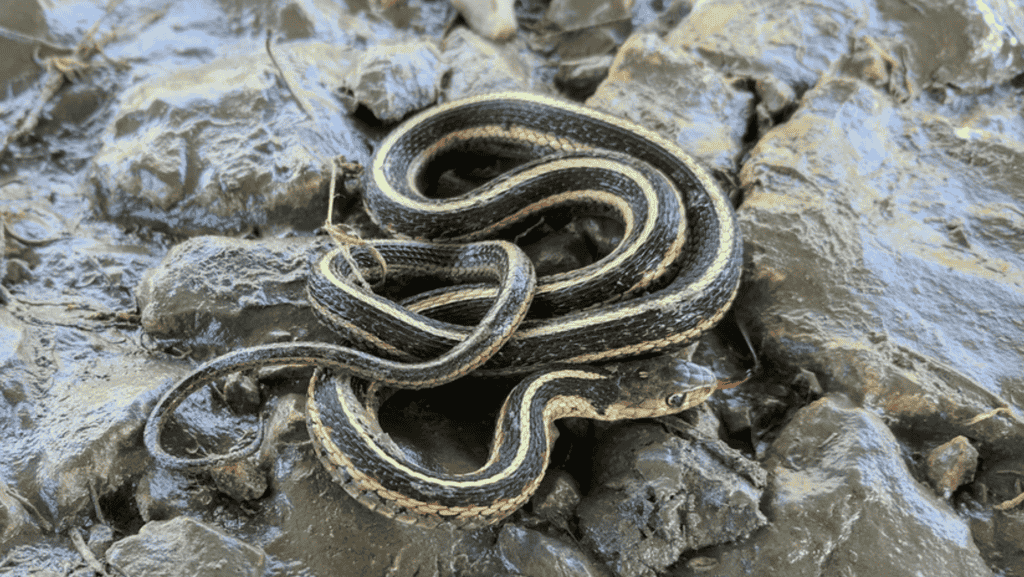 Garter Snake (Snake that eat bird)