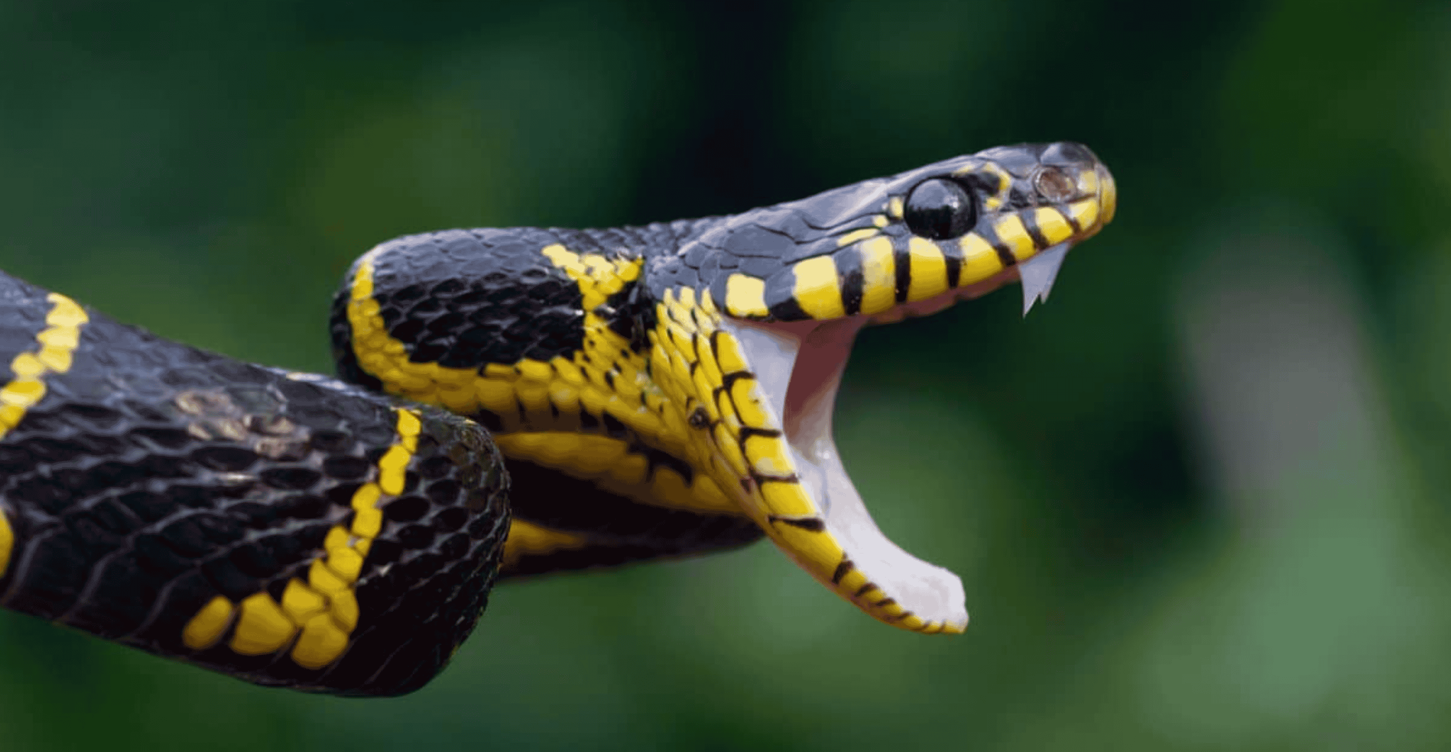 How Many Teeth Does A Snake Have?