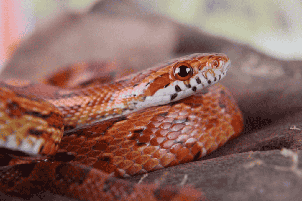 Sunkissed Corn Snake Intelligence and Behavior