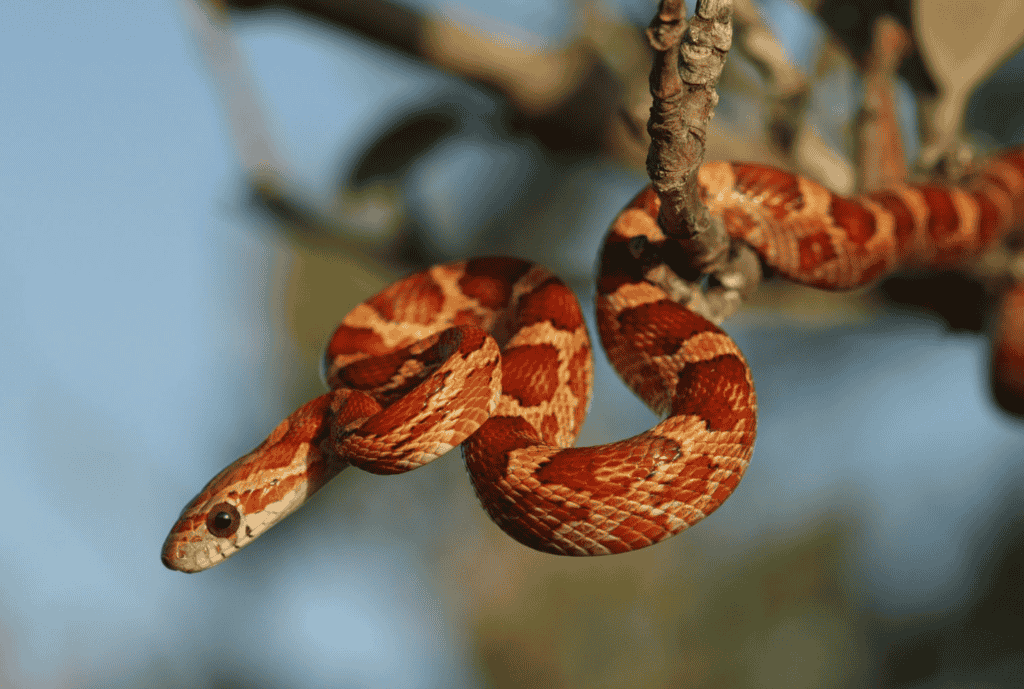 Corn Snake (Snake that eat insect)