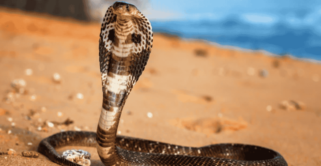 King Cobra (Snake that eat bird)
