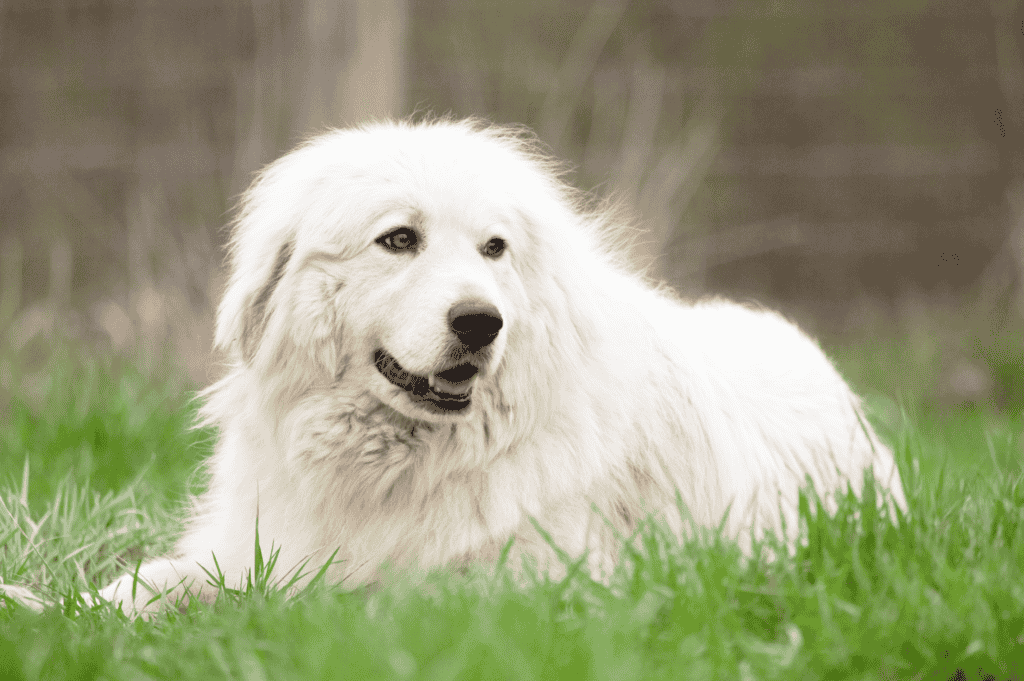 The Great Pyrenees