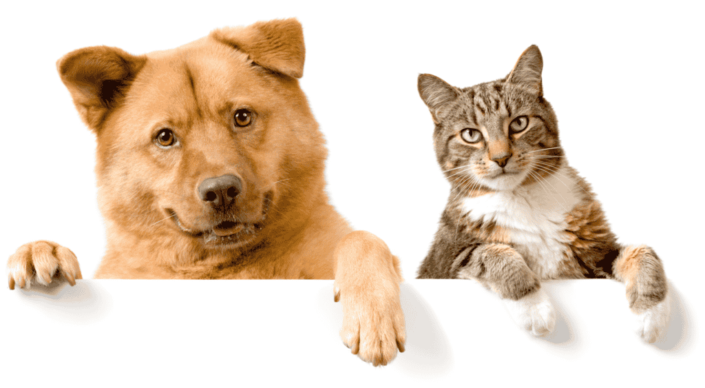 Biological Differences Between Cats and Dogs