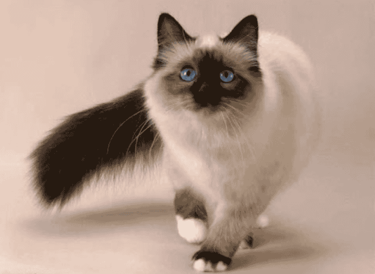 Applehead Siamese Cats – Everything You Need To Know