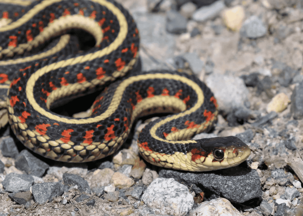 Garter Snake (Snake that eat insect)
