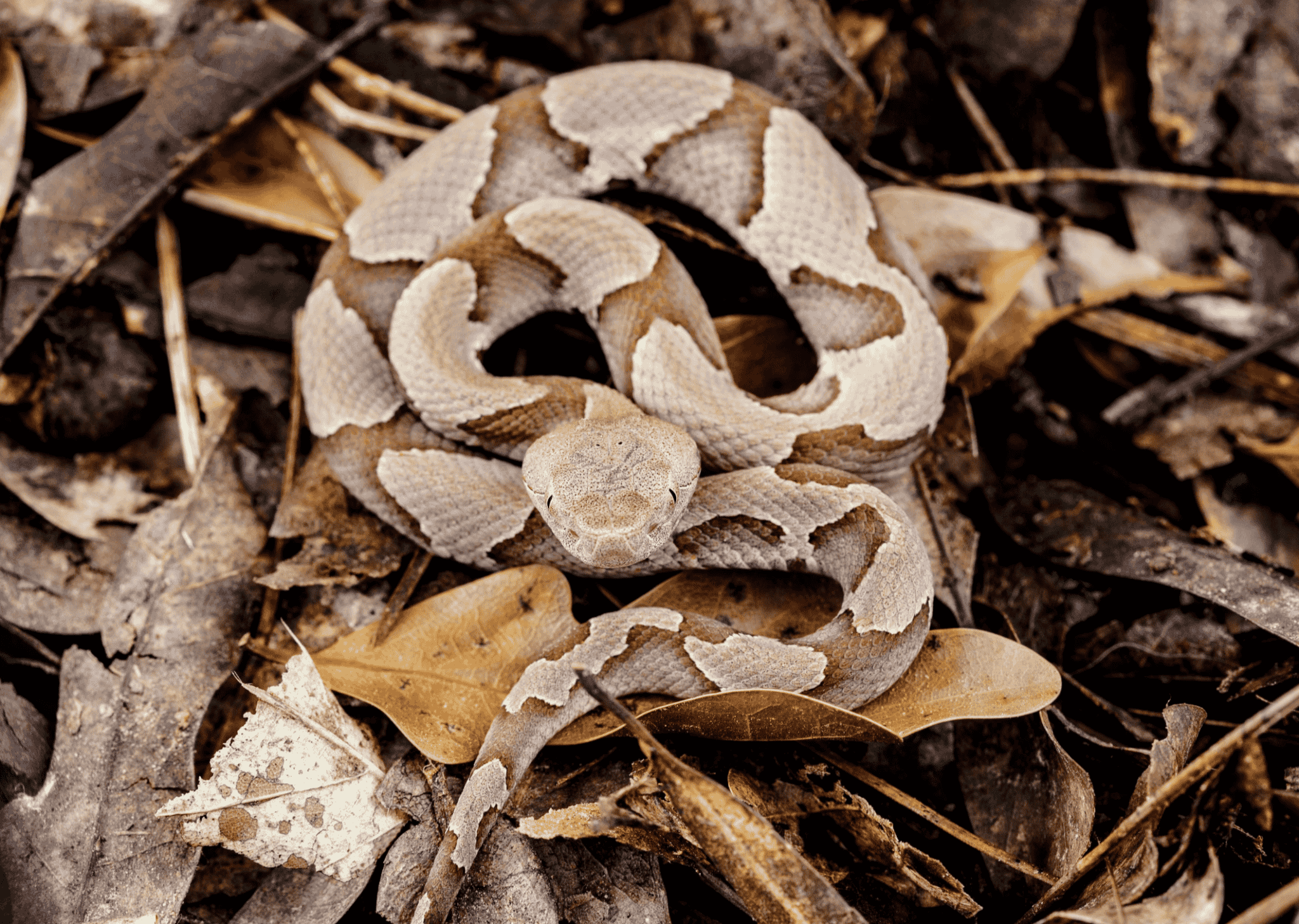 10 Snakes That Eat Birds - Explained With Pictures