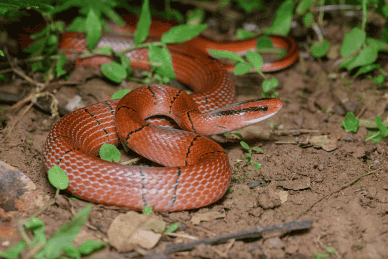 Bamboo Rat Snake – History and Information