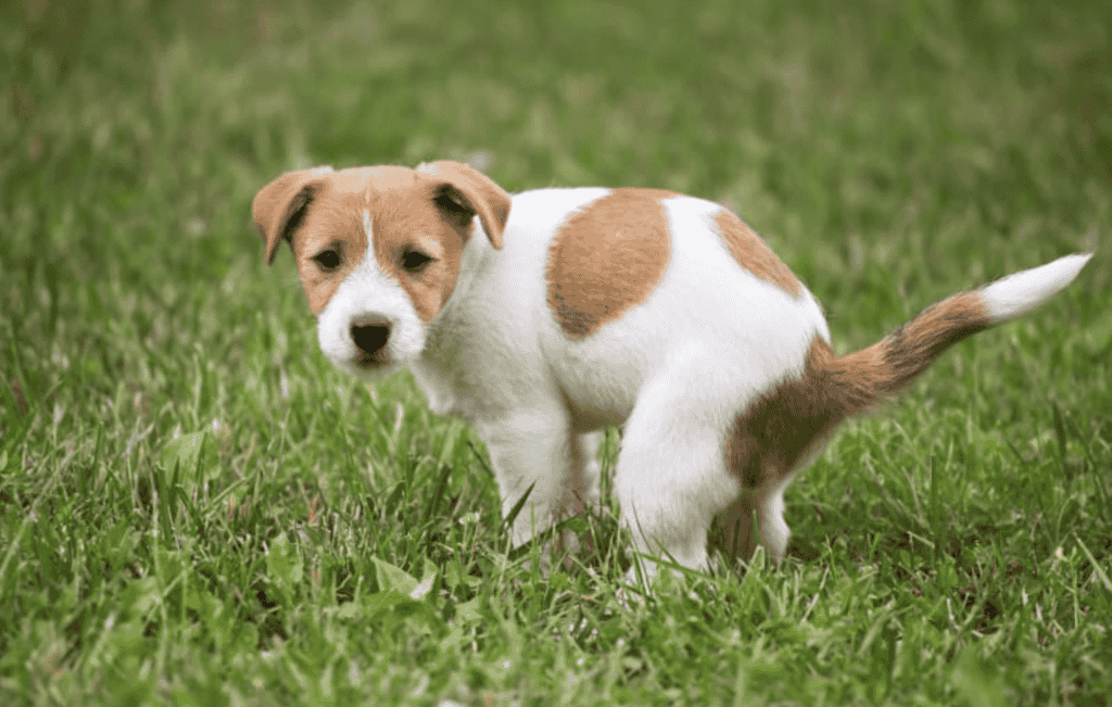 What if there is Blood in my Dog's Diarrhea?