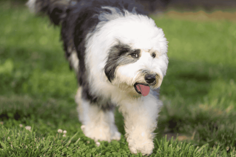 Mini Sheepadoodle – History and Information