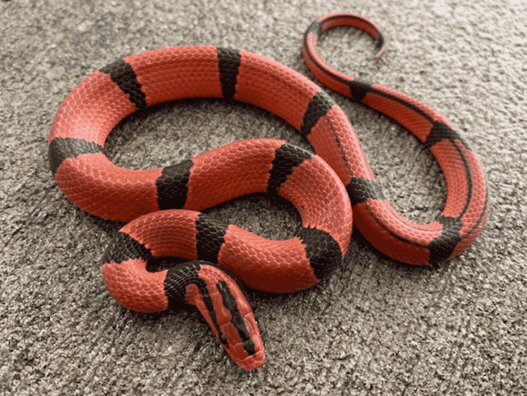 Bamboo Rat Snake General Appearance