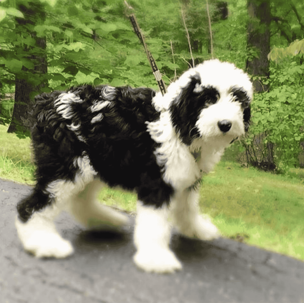What is the Size of Mini Sheepadoodle?