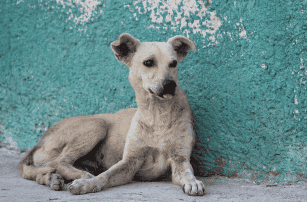 Mexican Street Dog History