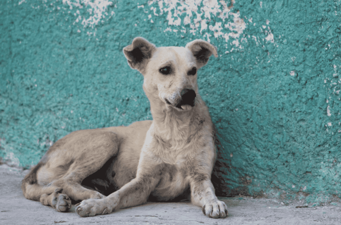 mexican-street-dog-dog-breed-information-down-town-animals