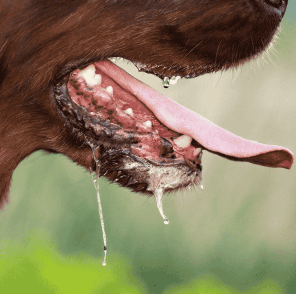 What Causes Foaming at the Mouth in Dogs?