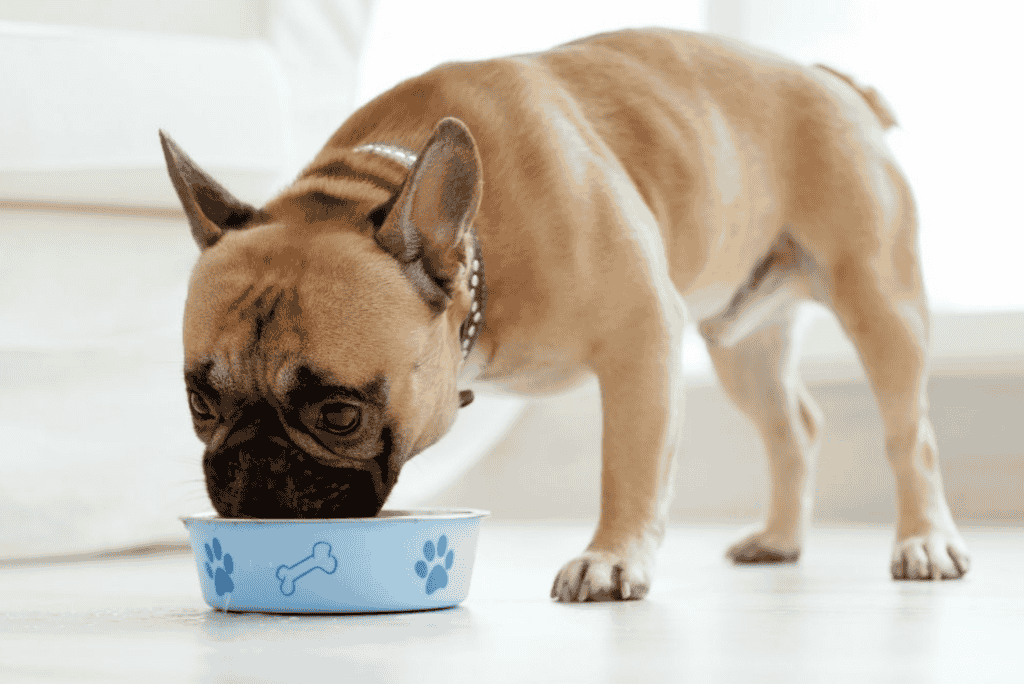 5 Health Risks of Feeding Grits to Dogs