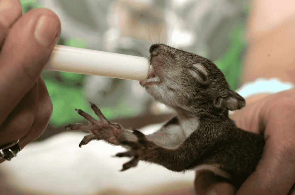 When do you Feed your Baby Squirrel?