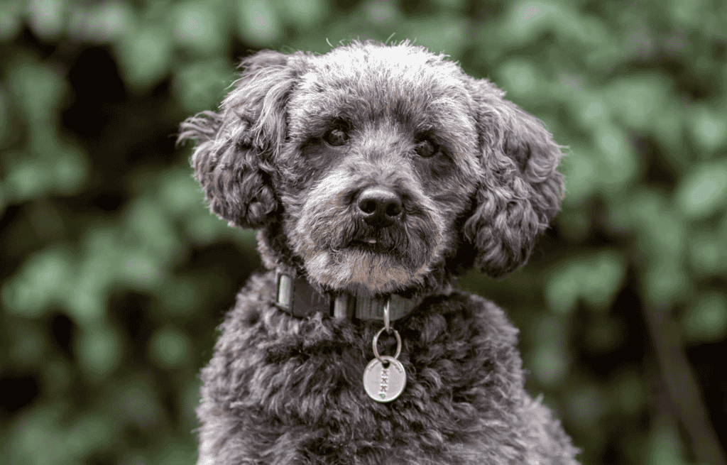 Schnoodle Puppies Personality
