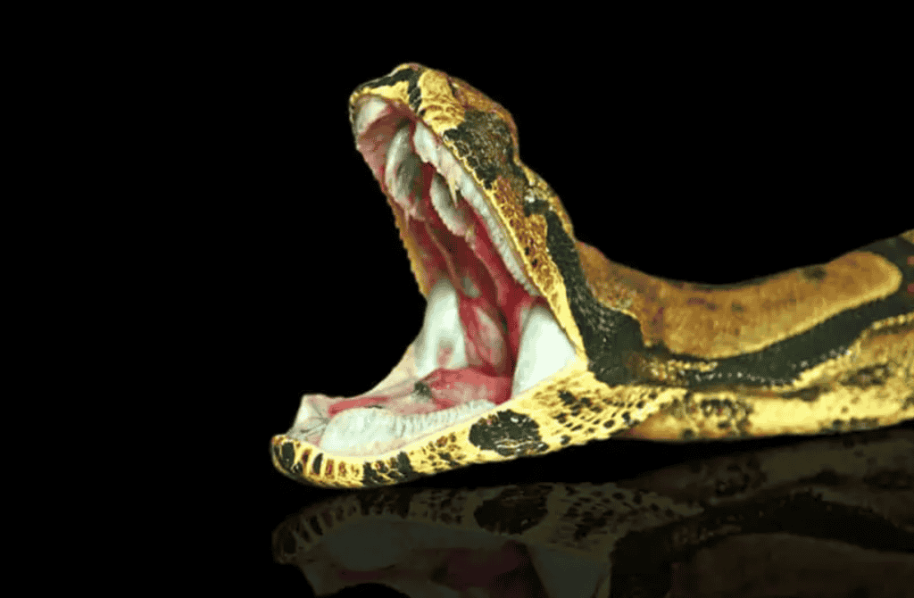 Do Snakes Have Teeth Like Humans?   