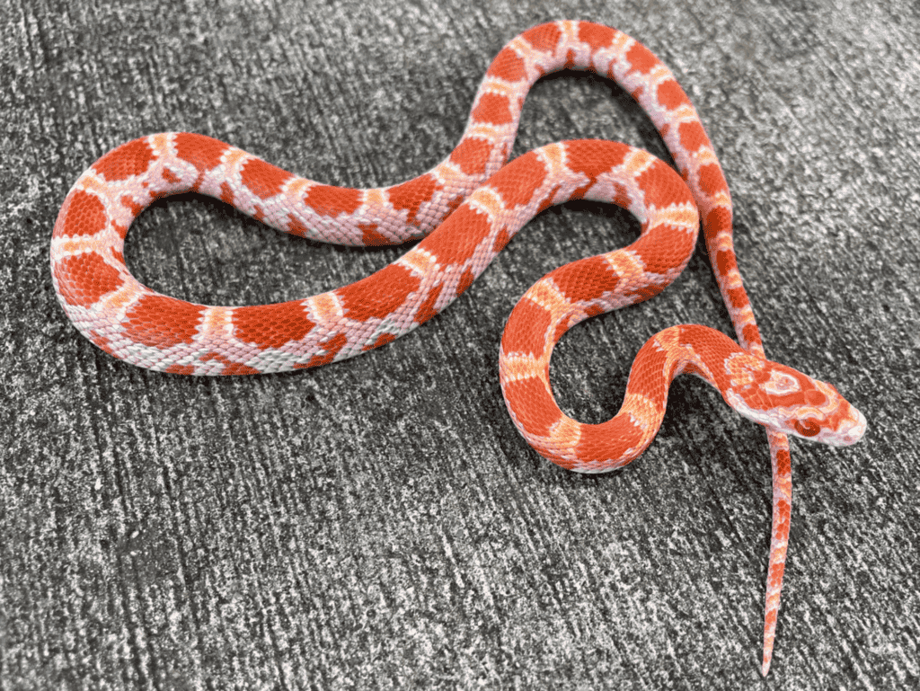 Sunkissed Corn Snake Appearance