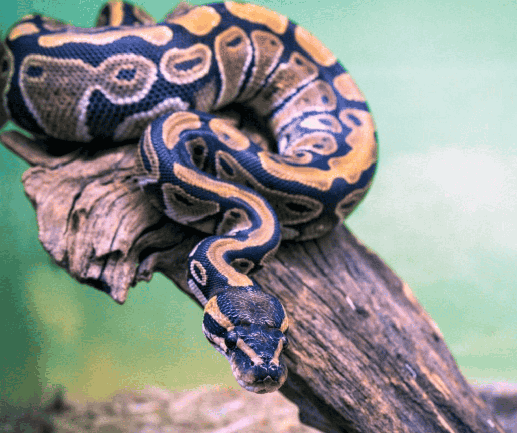 Python (Snakes That Eat Birds)