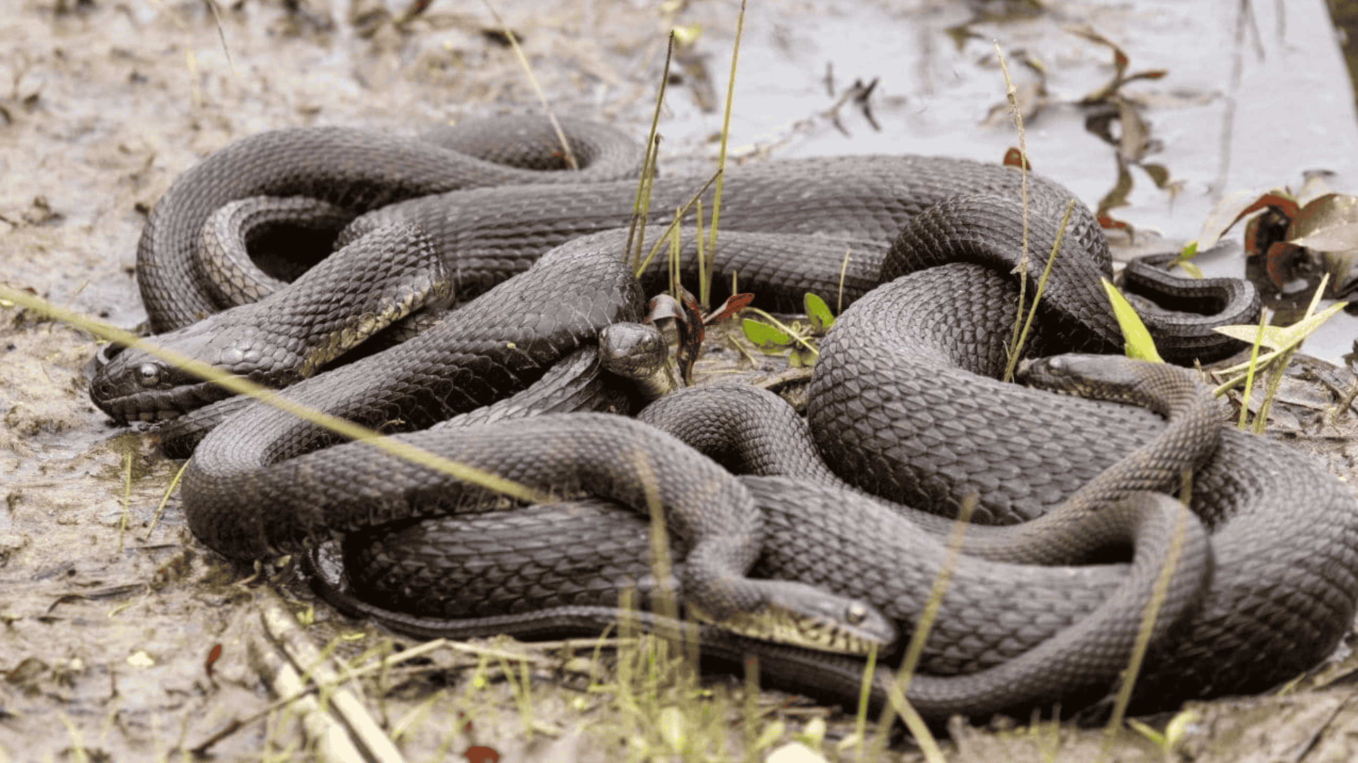 Snakes Mating Season