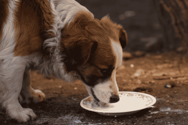 Milk For Dog Constipation – Causes and Symptoms
