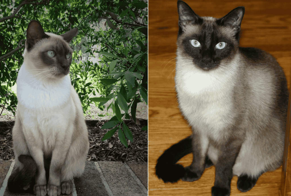 How do Tonkinese cats differ from Siamese cats?