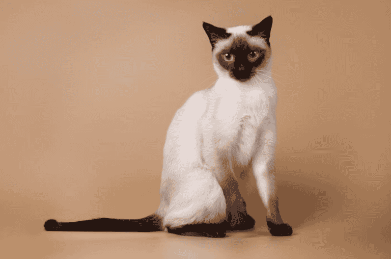 Siamese Cat Tail Kink – Cause of Siamese Cat Tail Kink