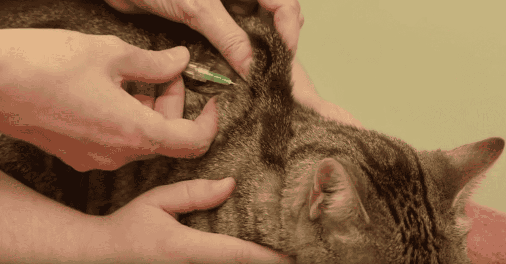 How do you Administer the Fluids For Subcutaneous Cat?