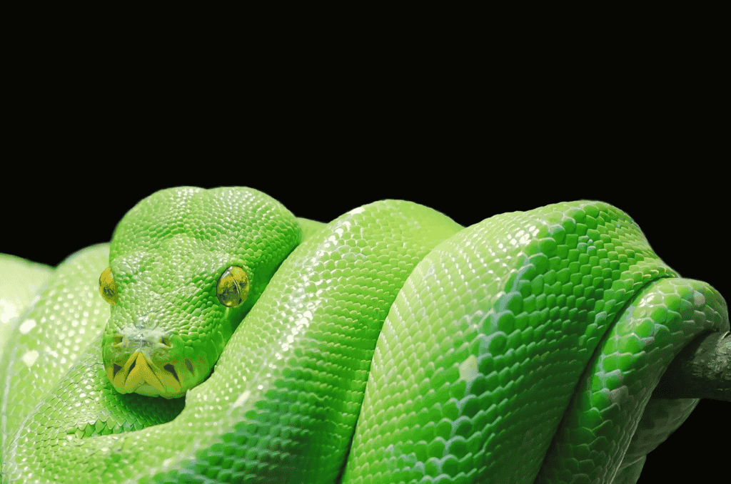 How do Snakes Sleep?
