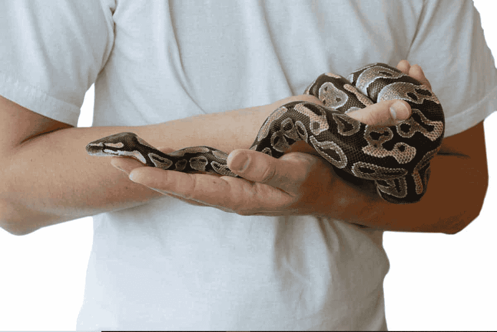 Can the lifespan of a Ball Python be affected by diet?