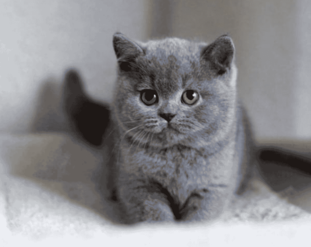 How much do British Shorthairs Shed?