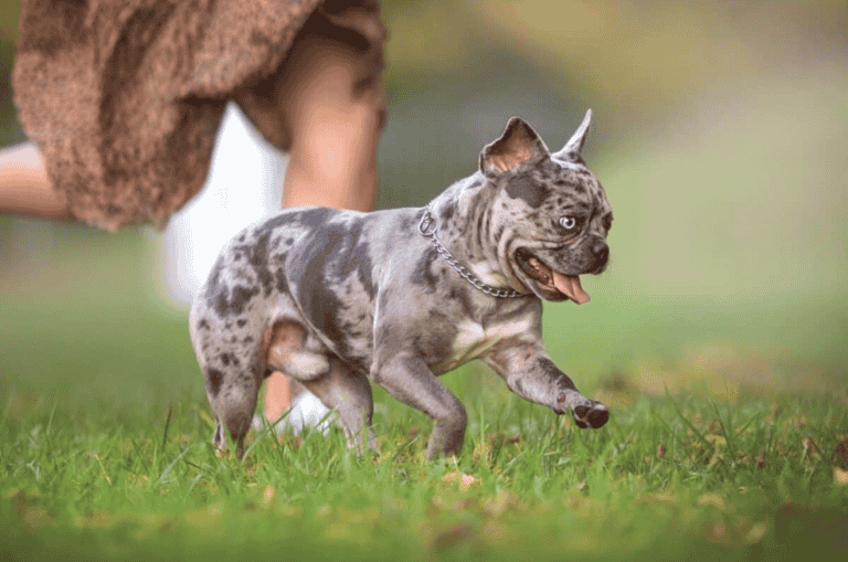 Blue Merle French Bulldog: A Rare and Adorable Companion”
