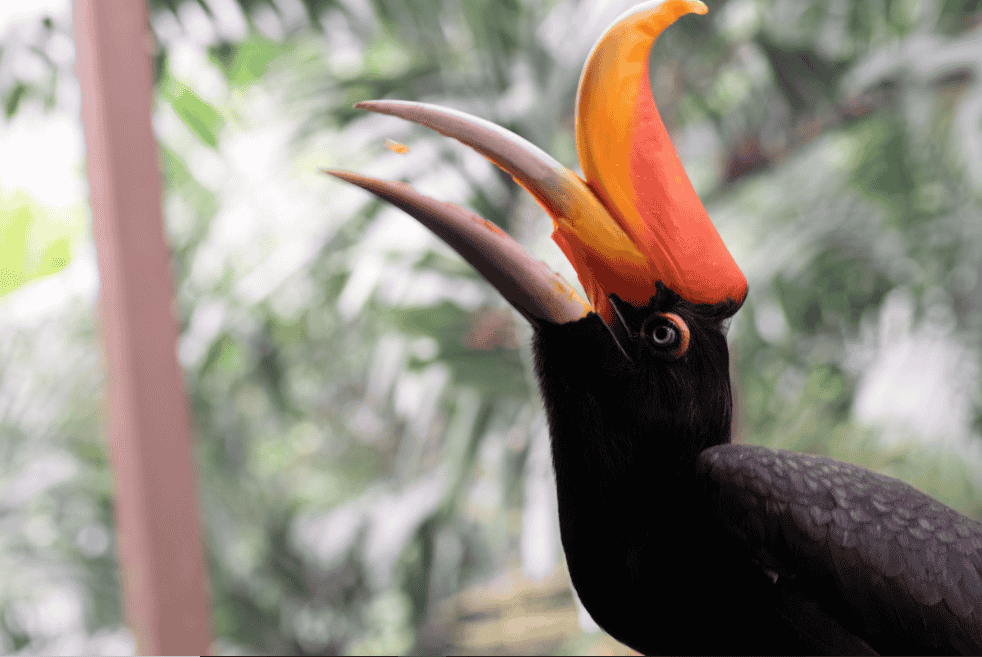 Are Bird Tongues Different From Those of Other Animals?