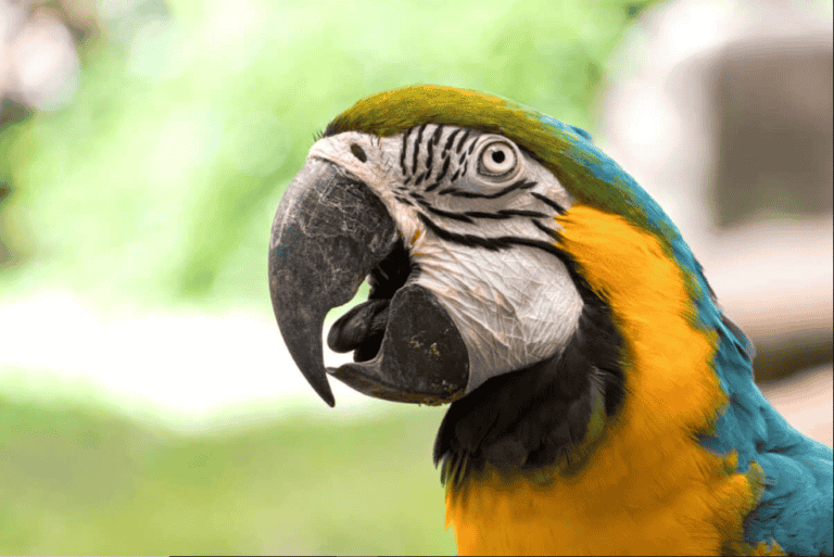 Do Birds Have Tongues – The Fascinating Adaptations of Bird Tongues