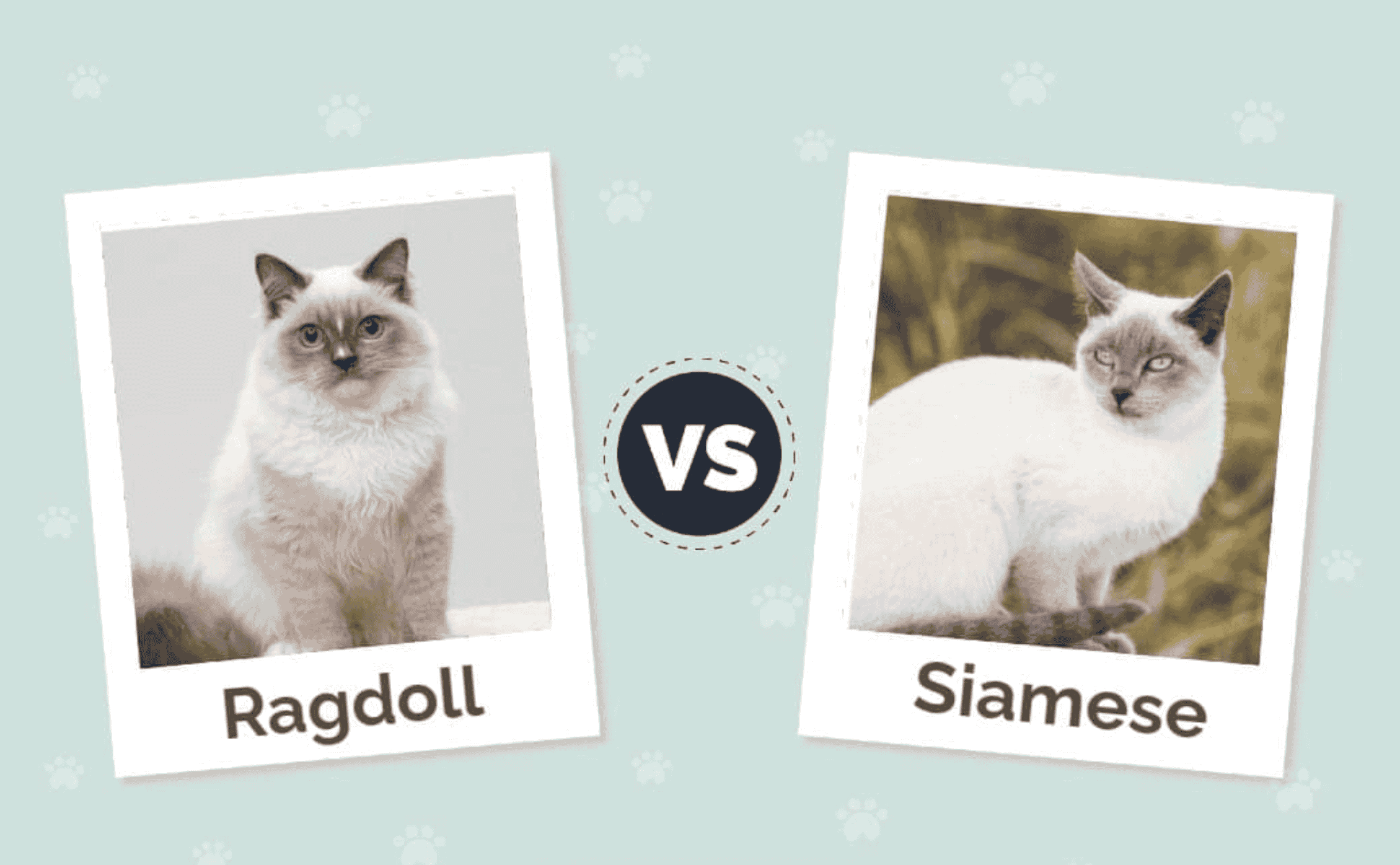 Siamese Cat Vs Ragdoll