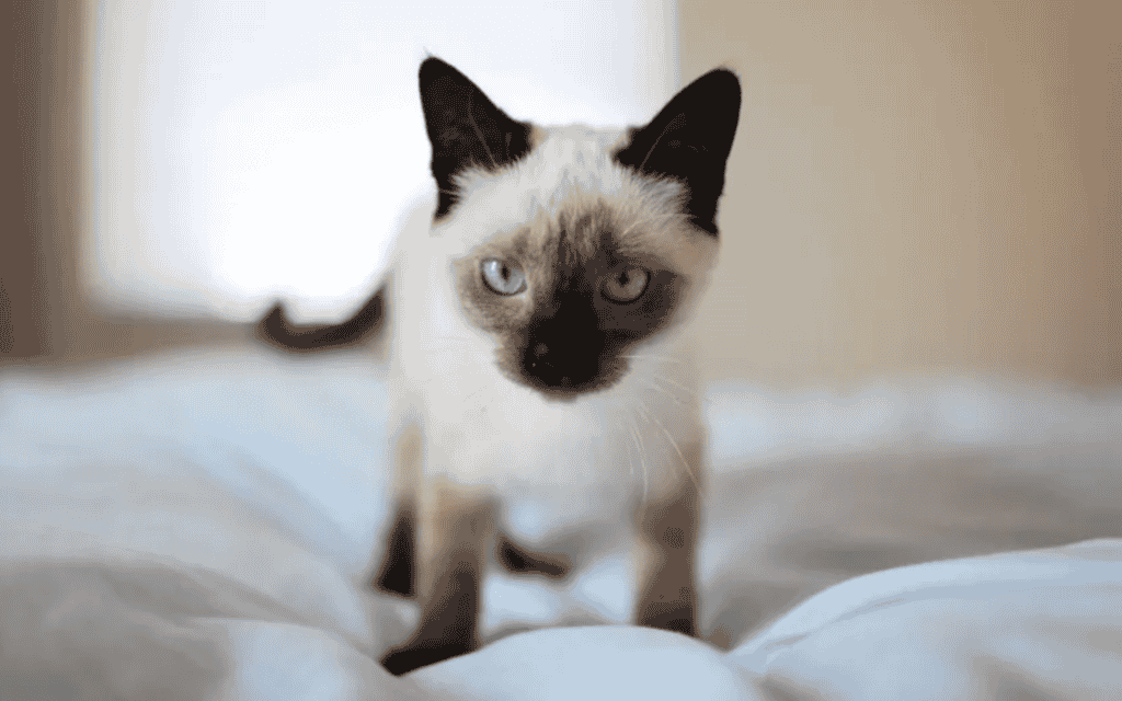 How much do Siamese Cats Shed?