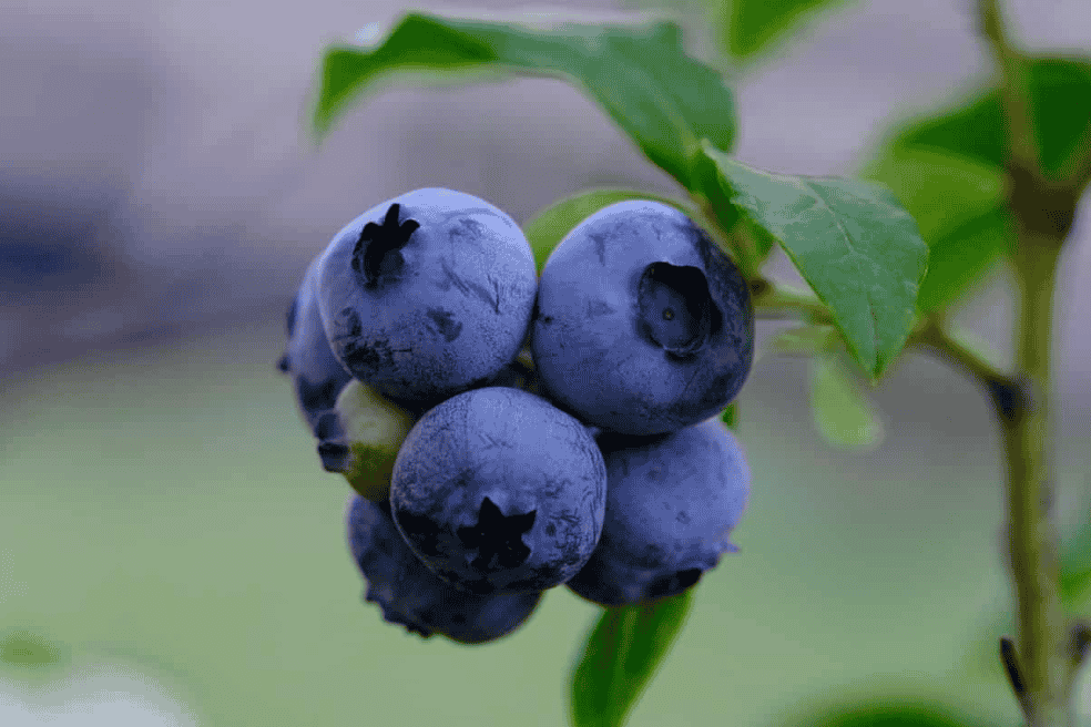 Is It Beneficial for Birds to Eat Blueberries?
