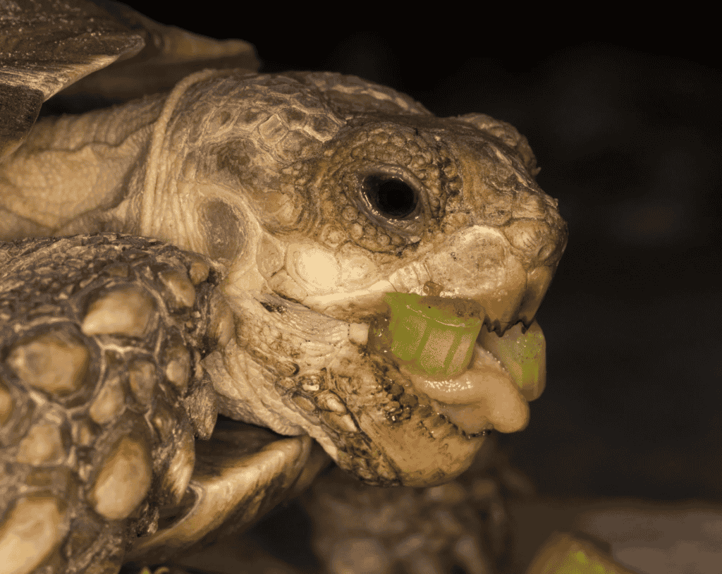 Nutritional Benefits of Celery for Russian Tortoises