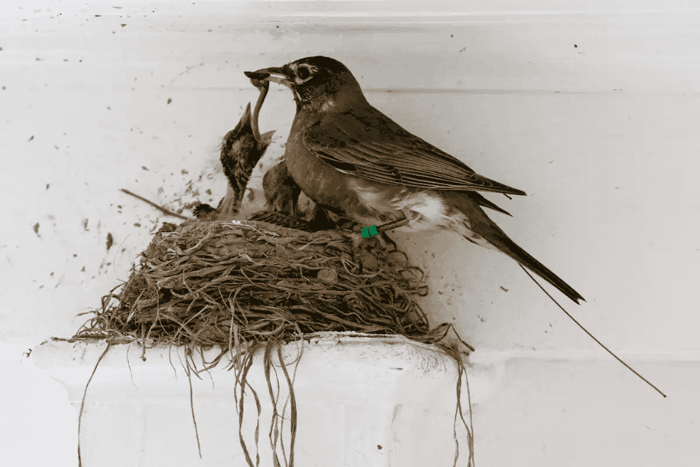 What is The Nesting Behavior of Black Birds in Florida?