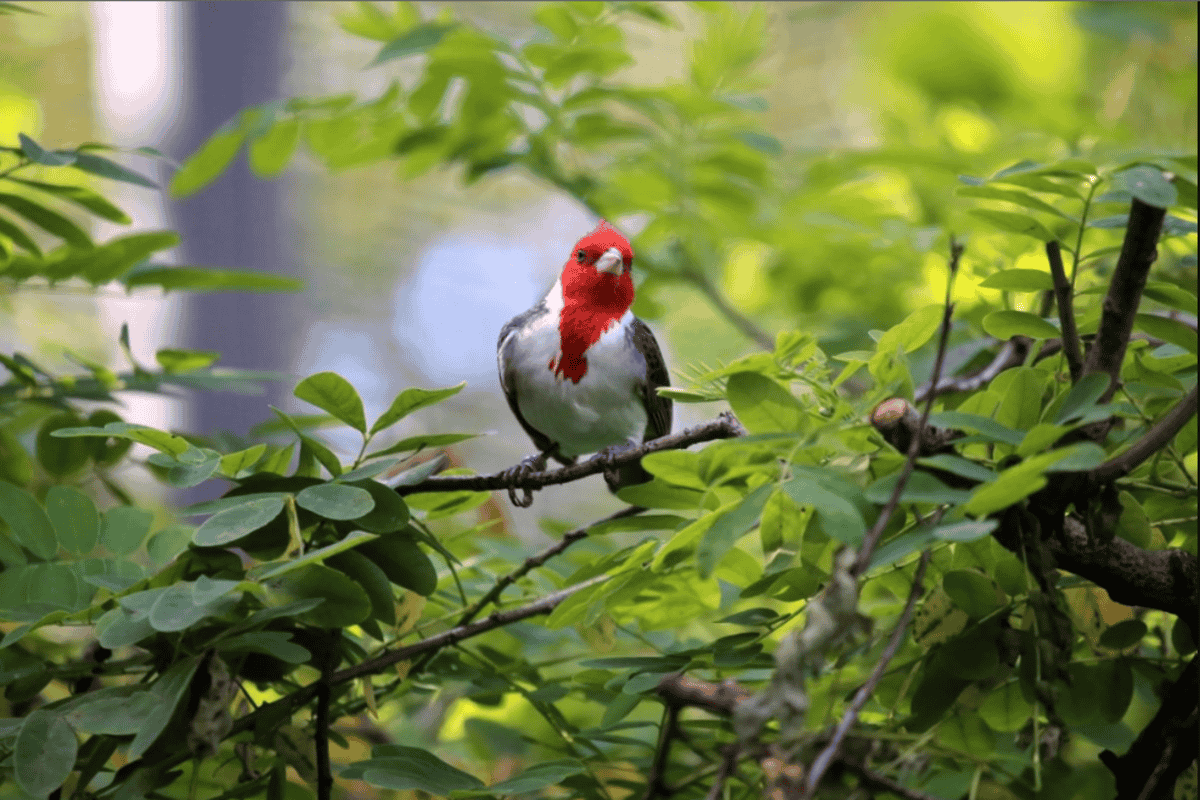 Bird with Red Head