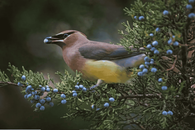 Do Birds Eat Blueberries – Wild Birds Feast