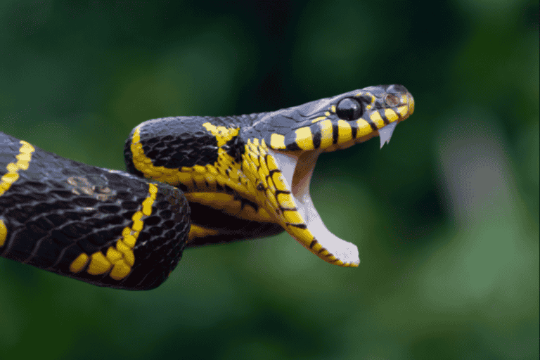 How Long Can A Snake Go Without Eating?