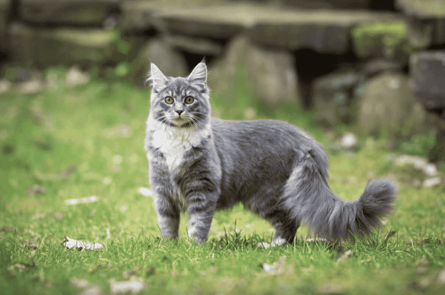 What is a Grey Maine Coon?